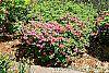 Rhododendron 'Carrie Amanda Schroeder' habit