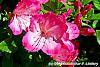 Rhododendron 'Carrie Amanda Schroeder' flowers