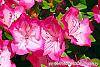 Rhododendron 'Carrie Amanda Schroeder' flowers