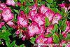 Rhododendron 'Carrie Amanda Schroeder' flowers