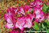 Rhododendron 'Carrie Amanda Schroeder' flowers