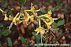 Rhododendron canescens 'Select Yellow' flowers