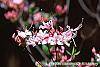 Rhododendron canescens 'Varnadoe Pink' flowers