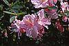 Rhododendron 'Cecile' flowers