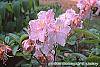 Rhododendron 'Cecile' flowers