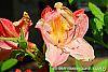 Rhododendron 'Clarice' flowers