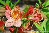 Rhododendron 'Clarice' flowers