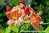 Rhododendron 'Clarice' flowers