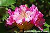 Rhododendron 'Dexter's Appleblossom' flowers