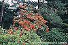 Rhododendron 'Fireball' habit