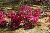 Rhododendron 'Girard's Fuchsia' habit