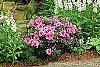 Rhododendron 'Girard's Rose' habit
