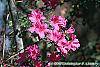 Rhododendron indicum flowers