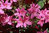 Rhododendron 'Karen's' flowers