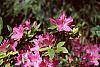 Rhododendron 'Karen's' flowers
