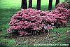 Rhododendron 'Kurume Coral Bells' habit