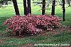 Rhododendron 'Kurume Glory' habit