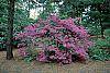 Rhododendron 'Marjorie' habit