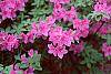 Rhododendron 'Marjorie' flowers