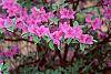 Rhododendron 'Marjorie' flowers