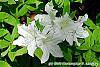 Rhododendron 'Moby Dick' flowers