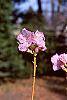 Rhododendron mucronulatum flowers