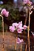Rhododendron mucronulatum flowers