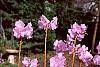 Rhododendron mucronulatum flowers