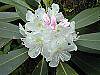 Rhododendron maximum flowers