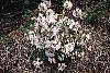 Rhododendron 'White Lights' habit