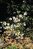 Rhododendron 'White Lights' habit