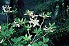 Rhododendron 'White Lights' flowers
