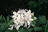 Rhododendron 'White Lights' flowers