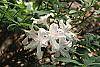 Rhododendron 'White Lights' flowers
