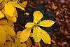 Rhododendron 'White Lights' fall color