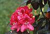 Rhododendron 'Nova Zembla' flowers