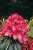 Rhododendron 'Nova Zembla' flowers