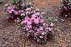 Rhododendron 'Olga Mezitt' habit