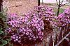 Rhododendron 'PJM' habit