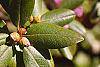 Rhododendron 'PJM' leaves