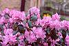 Rhododendron 'PJM' flowers