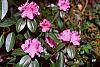 Rhododendron 'PJM' flowers