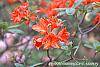 Rhododendron 'Renne' flowers