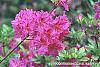 Rhododendron 'Sandra Ann' flowers