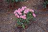 Rhododendron 'Weston's Mayflower' habit