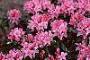 Rhododendron 'Weston's Mayflower' flowers