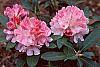 Rhododendron yakusimanum 'Prince' flowers