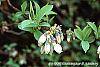 Vaccinium ashei 'Tiftblue' flowers