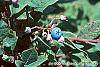 Vaccinium stamineum fruit