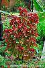 Acalypha wilkesiana 'Beyond Paradise' habit